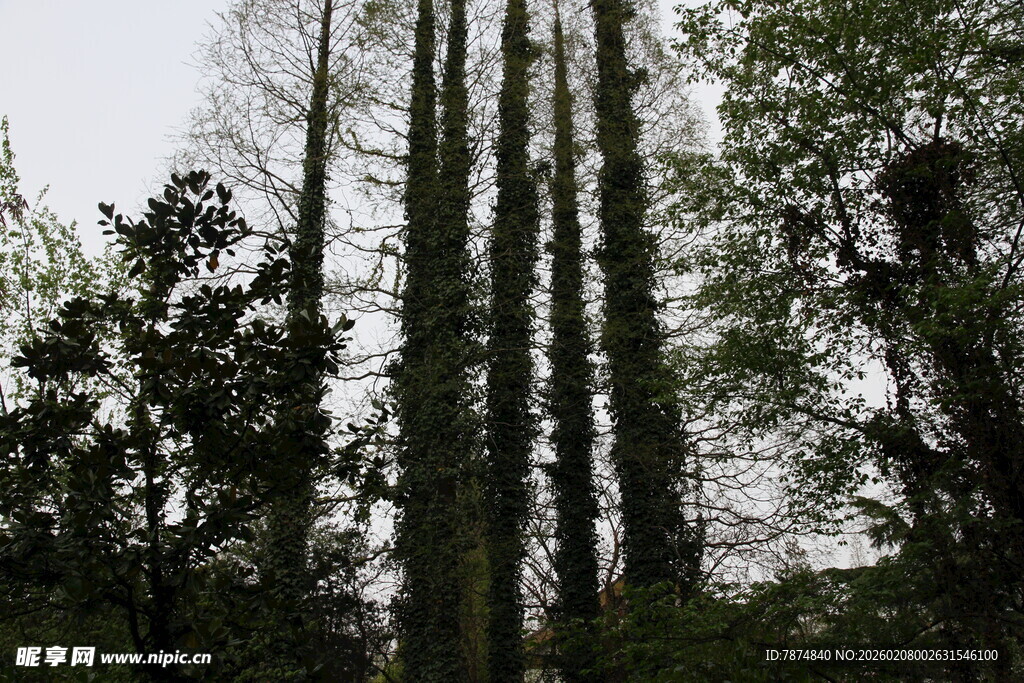 高耸入云的挺拔树木