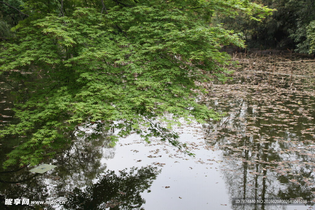 林间静谧水塘 绿意环绕