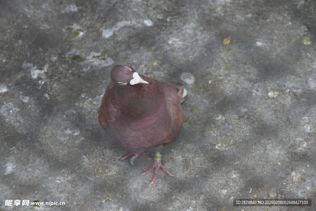 地面上的一只棕色鸽子