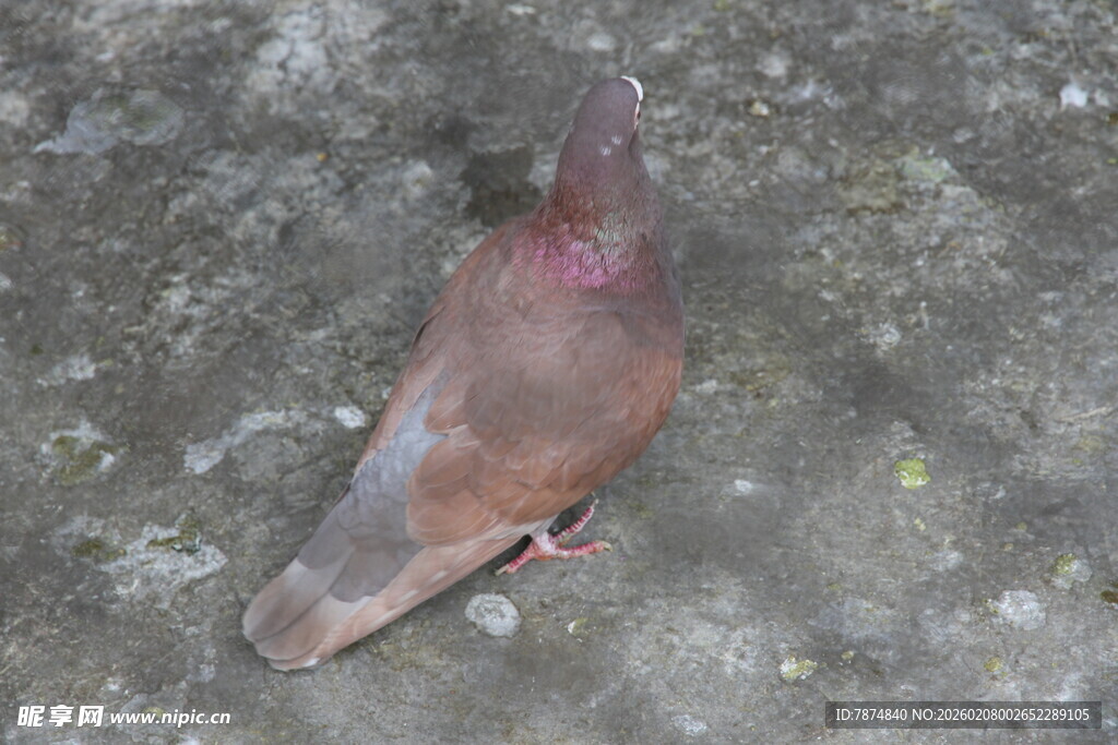 地面上的一只彩色鸽子