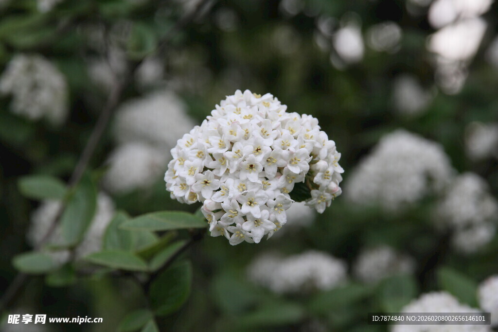 白色球状花朵特写