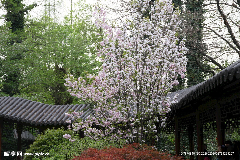 古亭旁盛开的烂漫樱花