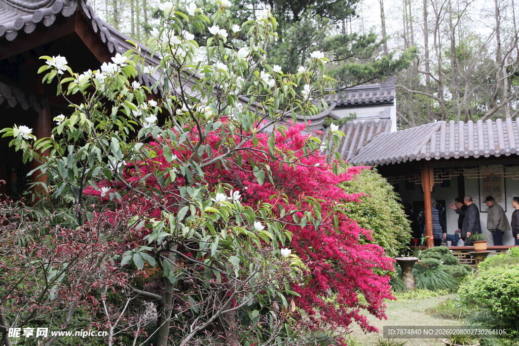 中式庭院繁花点缀景致