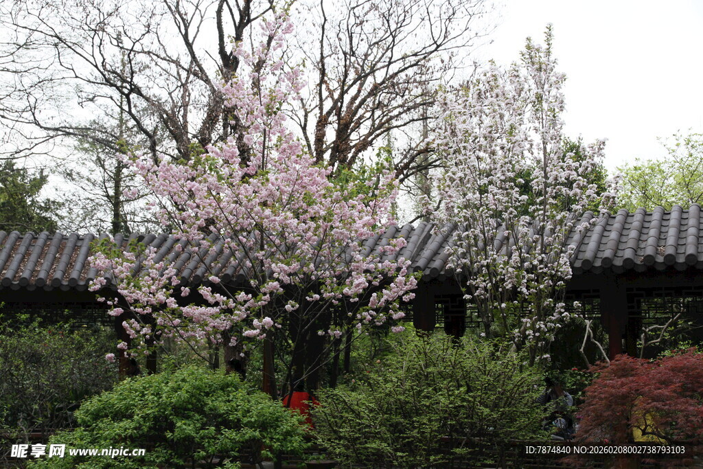 中式庭院繁花绿树景致