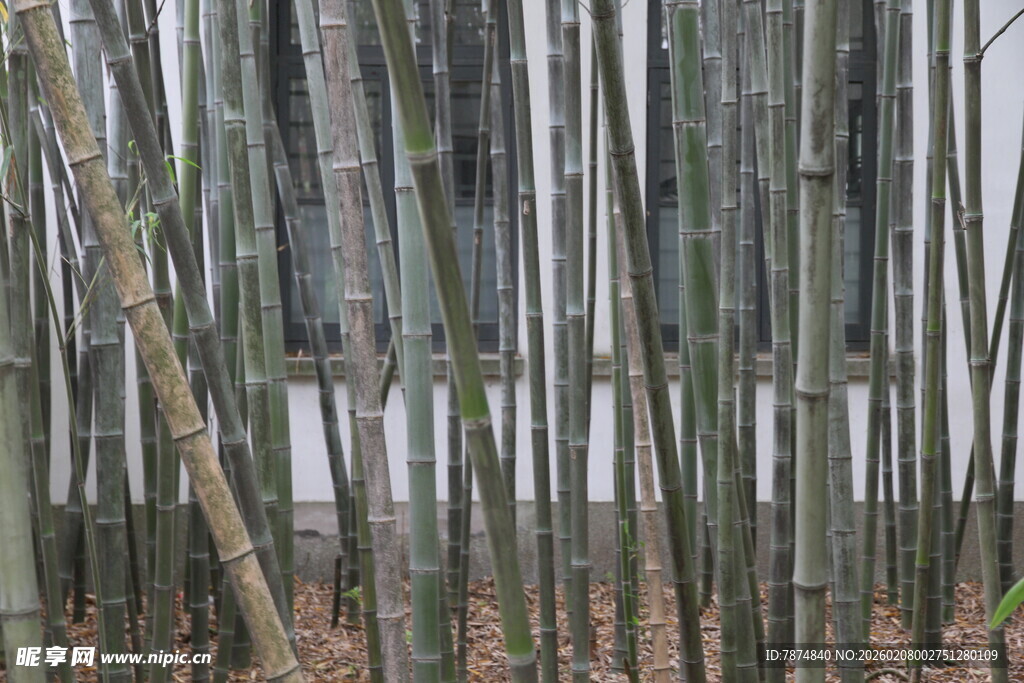 竹林中的挺拔竹竿