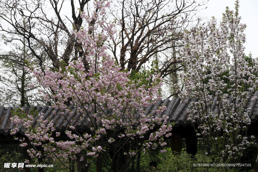 春日繁花盛开的美丽树景