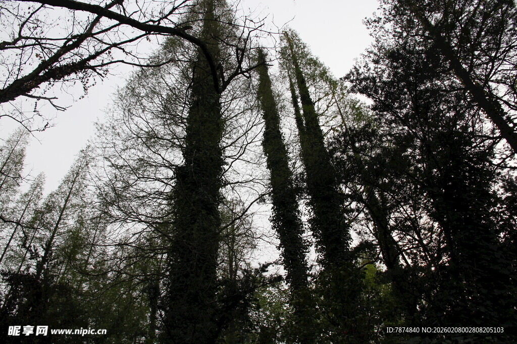 茂密森林中的高大树木