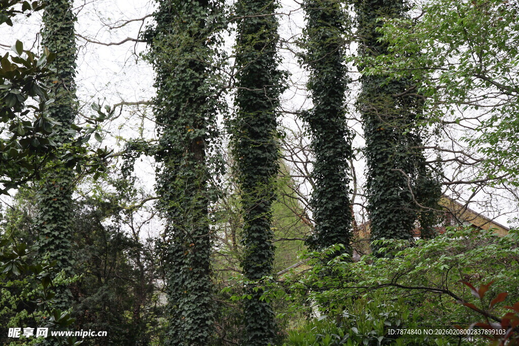 茂密绿植缠绕的高大树木
