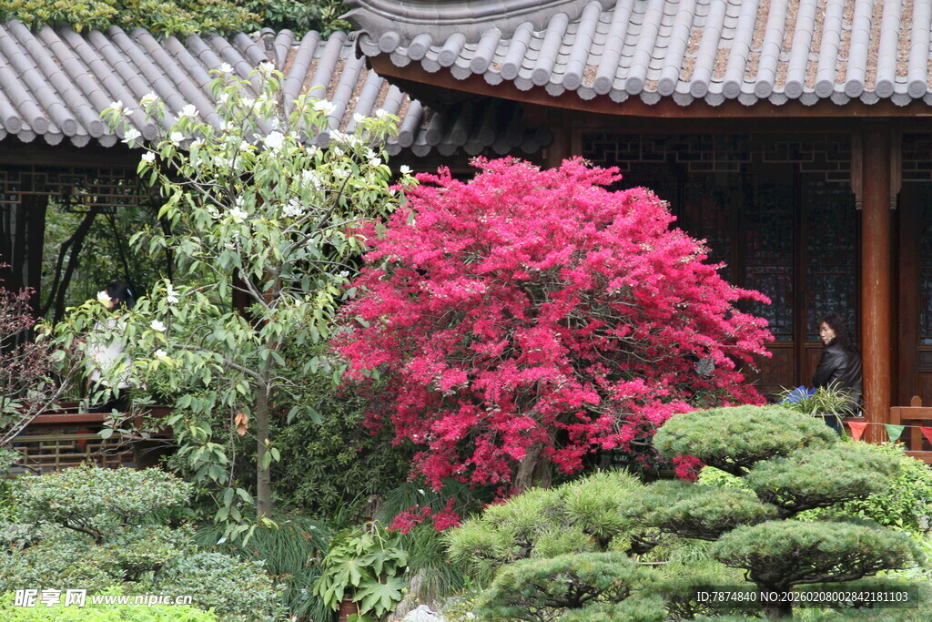 中式庭院中的艳丽花卉
