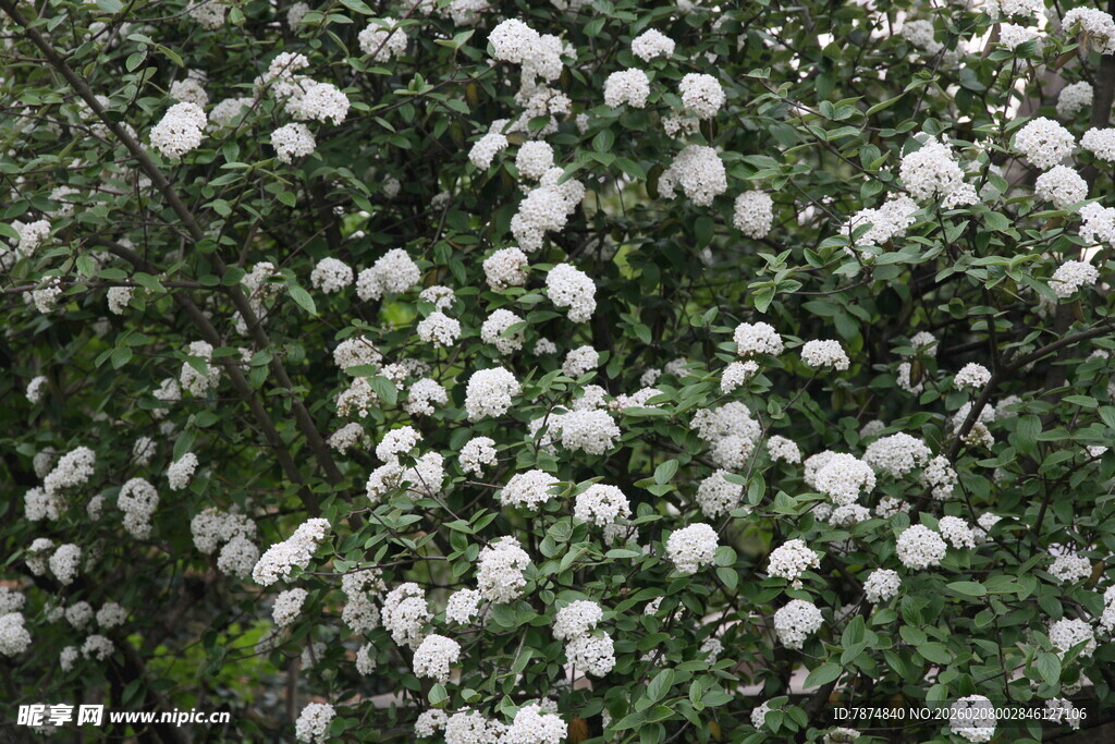 白色繁花簇拥的绿植景观