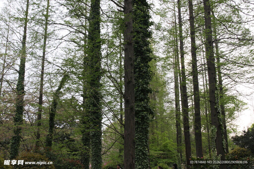 茂密森林中的高大树木