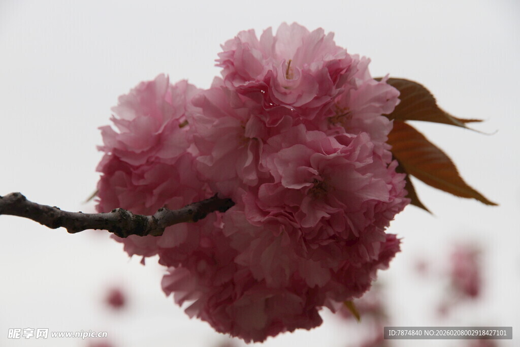 娇艳绽放的美丽樱花