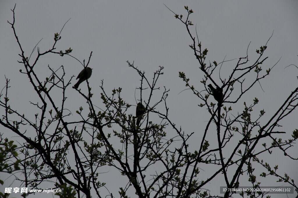 枝头鸟儿栖于光秃树枝