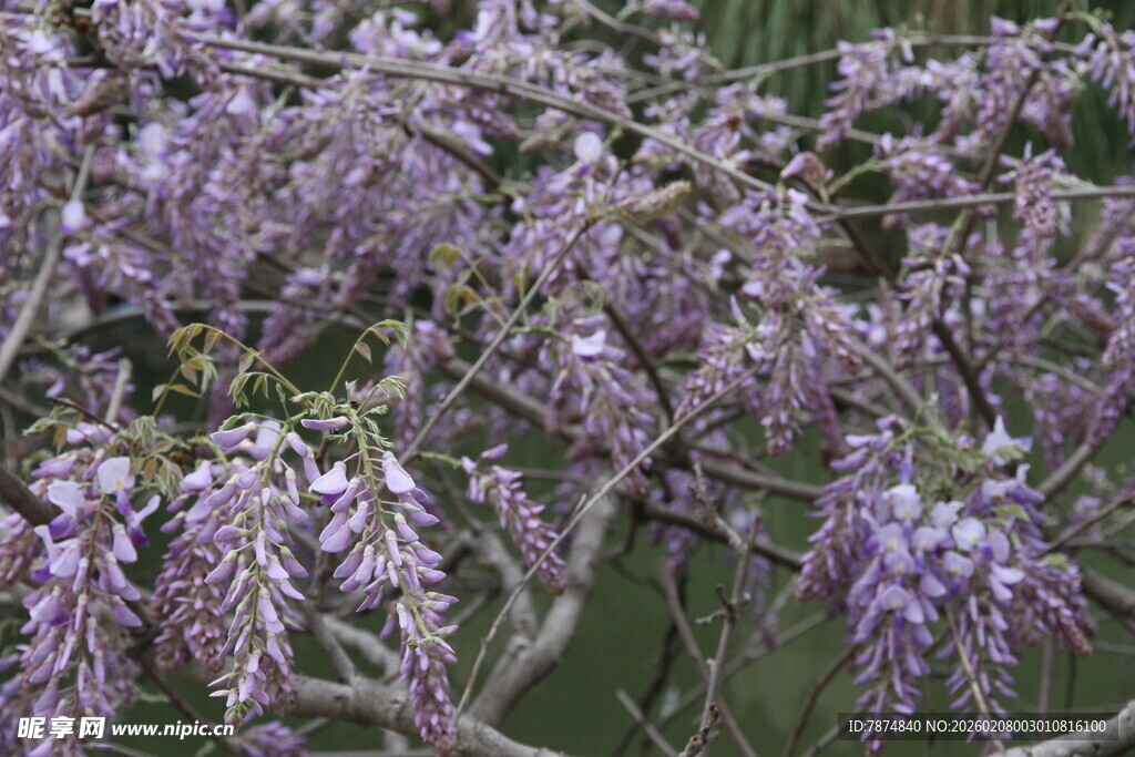 浪漫紫藤花绽放