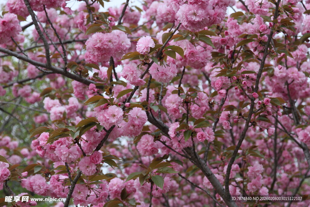 盛开的粉色繁花