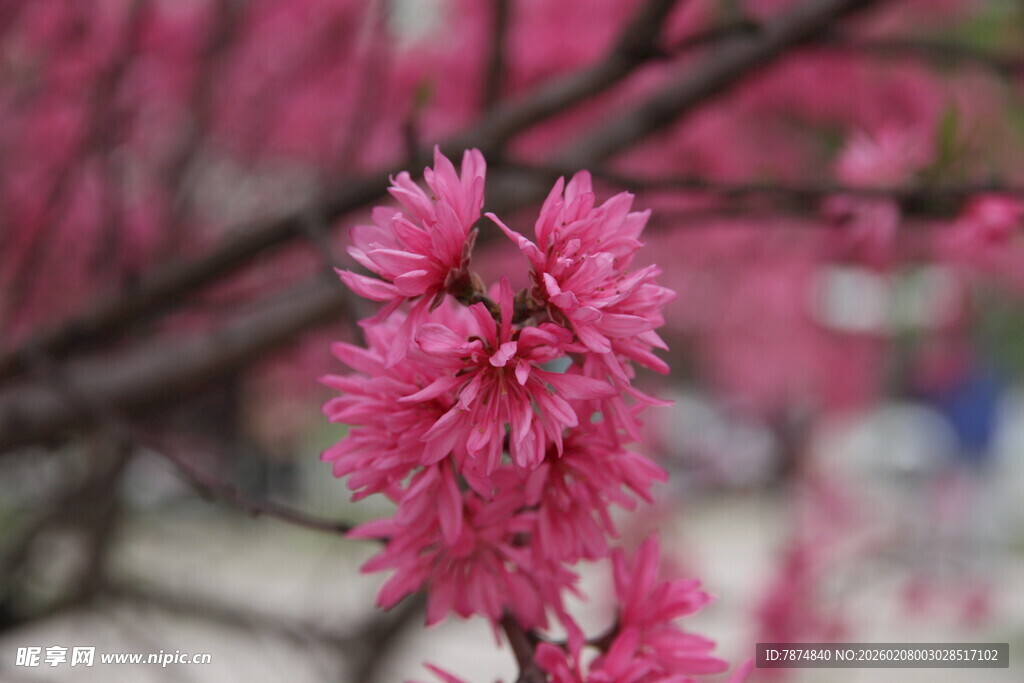 娇艳粉色花朵绽放枝头