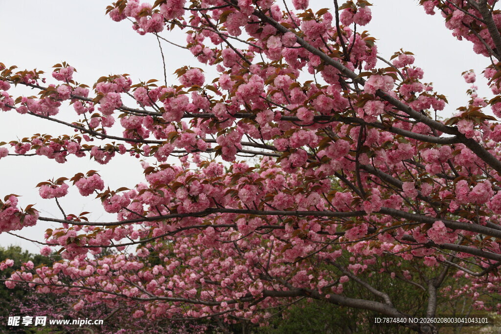 盛开的粉色樱花树