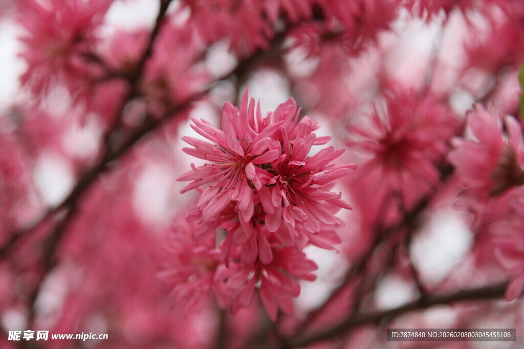娇艳盛开的粉色繁花