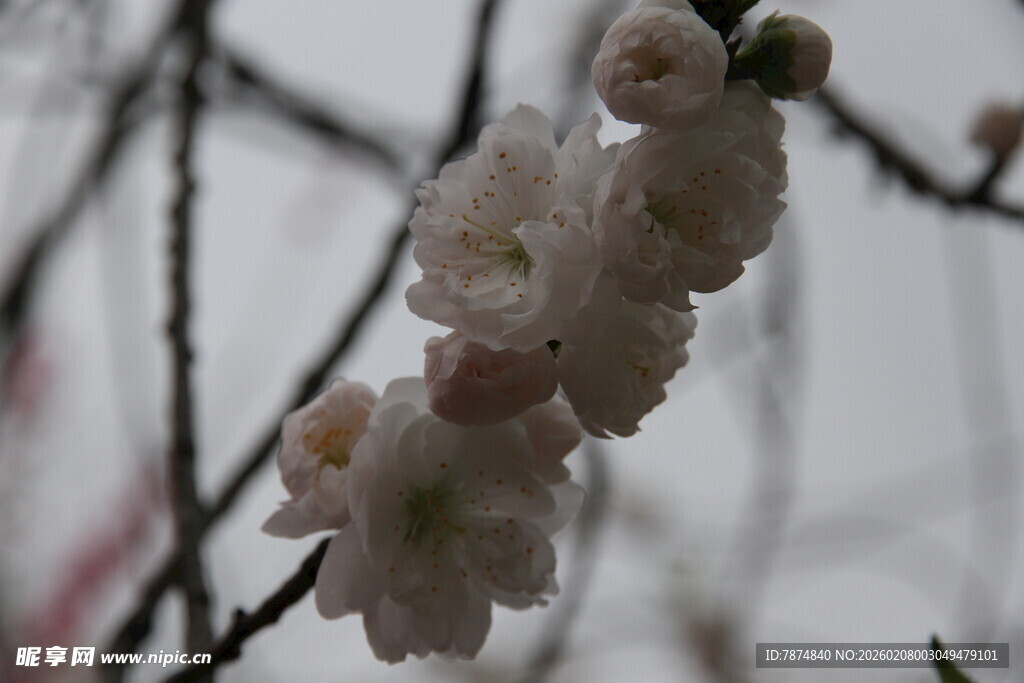 枝头绽放的粉嫩花朵