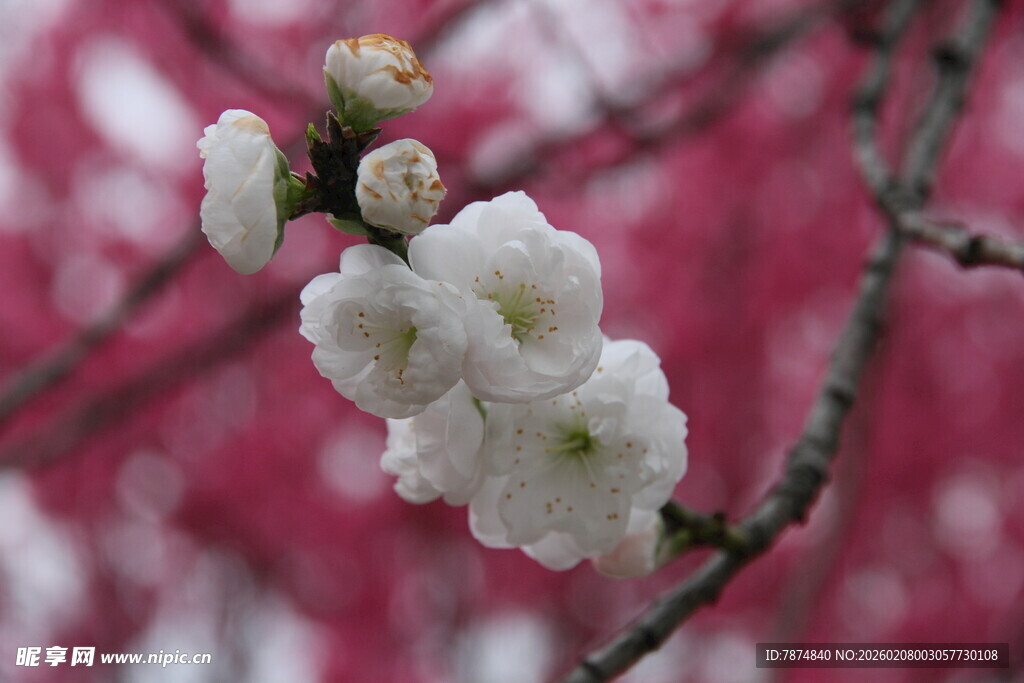 枝头绽放的洁白樱花