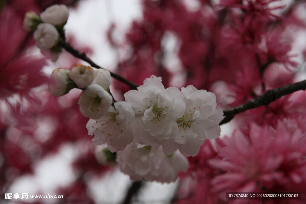粉白相间的美丽花枝