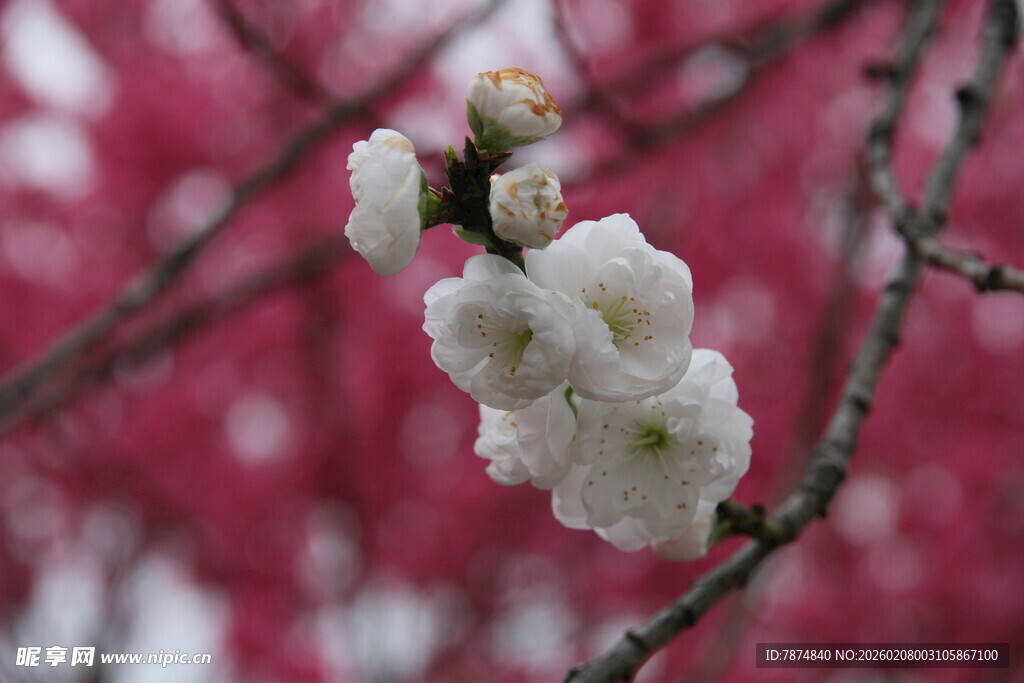 枝头绽放的洁白花卉