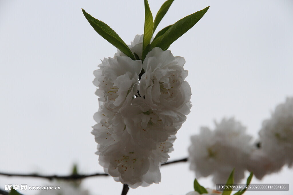 枝头绽放的洁白花朵