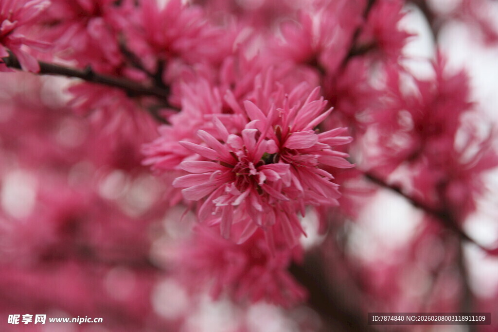 娇艳绽放的粉色花枝