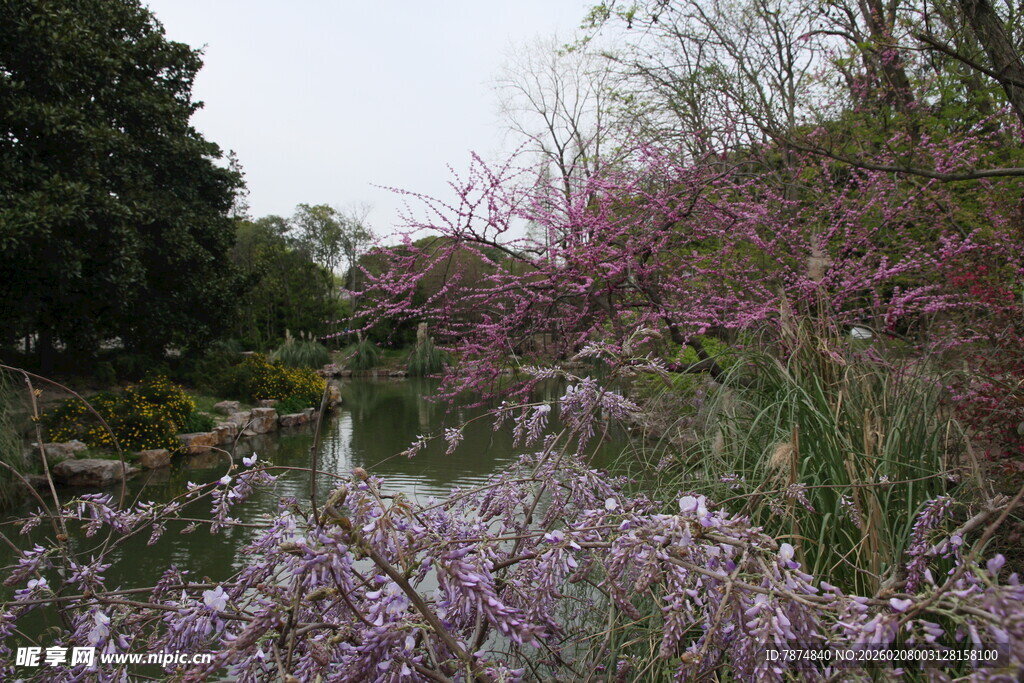 春日繁花似锦的河畔景致
