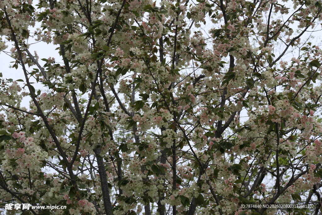 繁花满树的茂盛树木