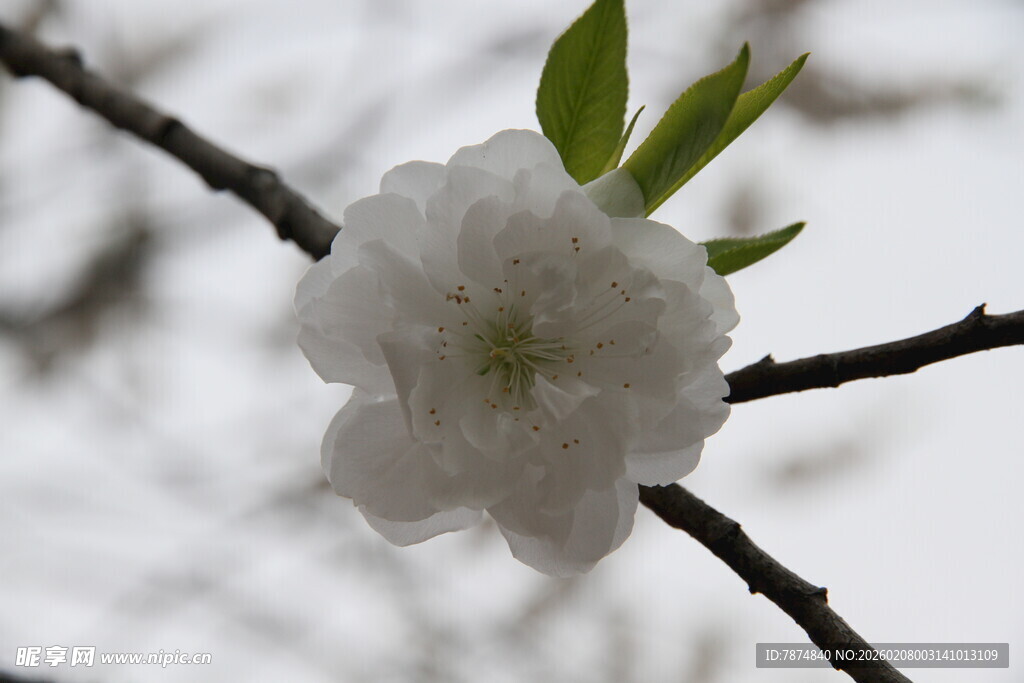 枝头绽放的洁白桃花
