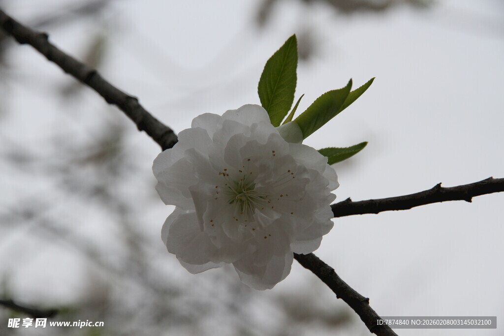 枝头绽放的洁白花朵