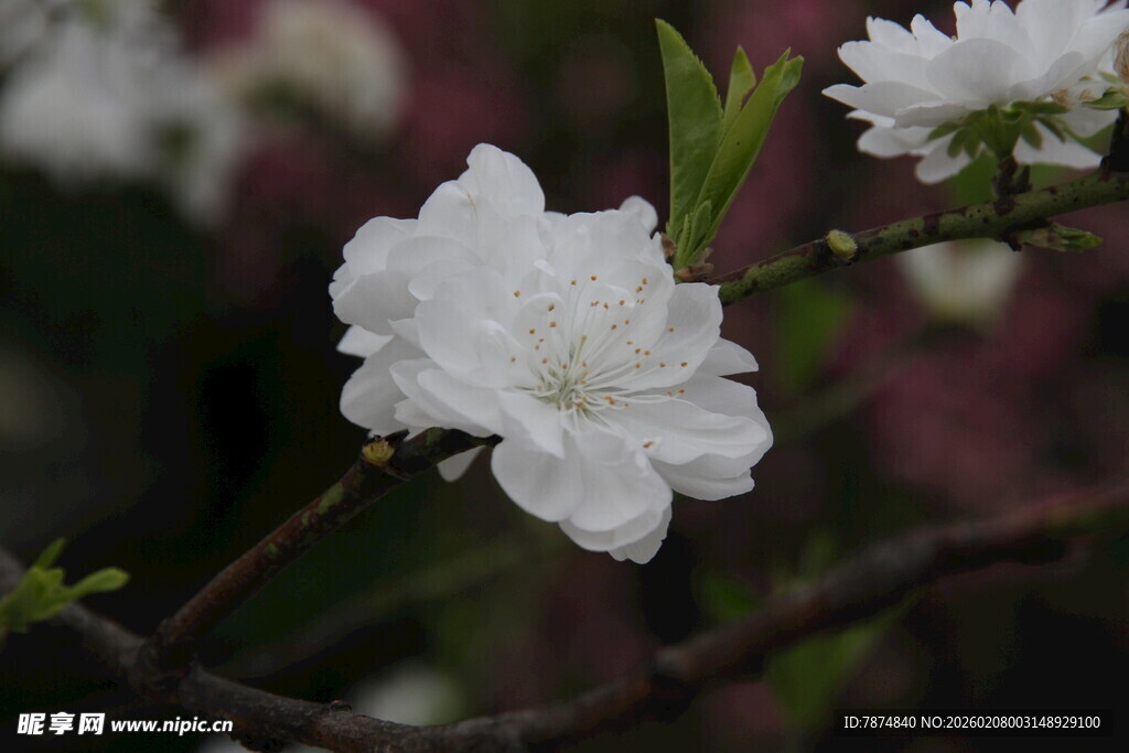 洁白桃花绽放枝头