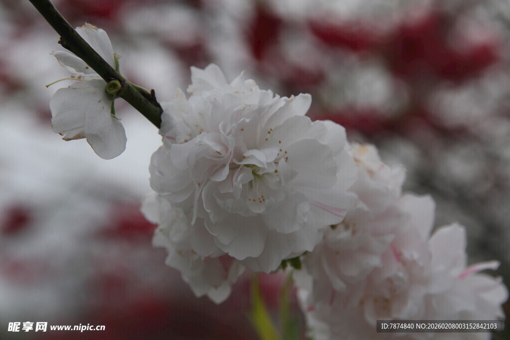 绽放的白色樱花