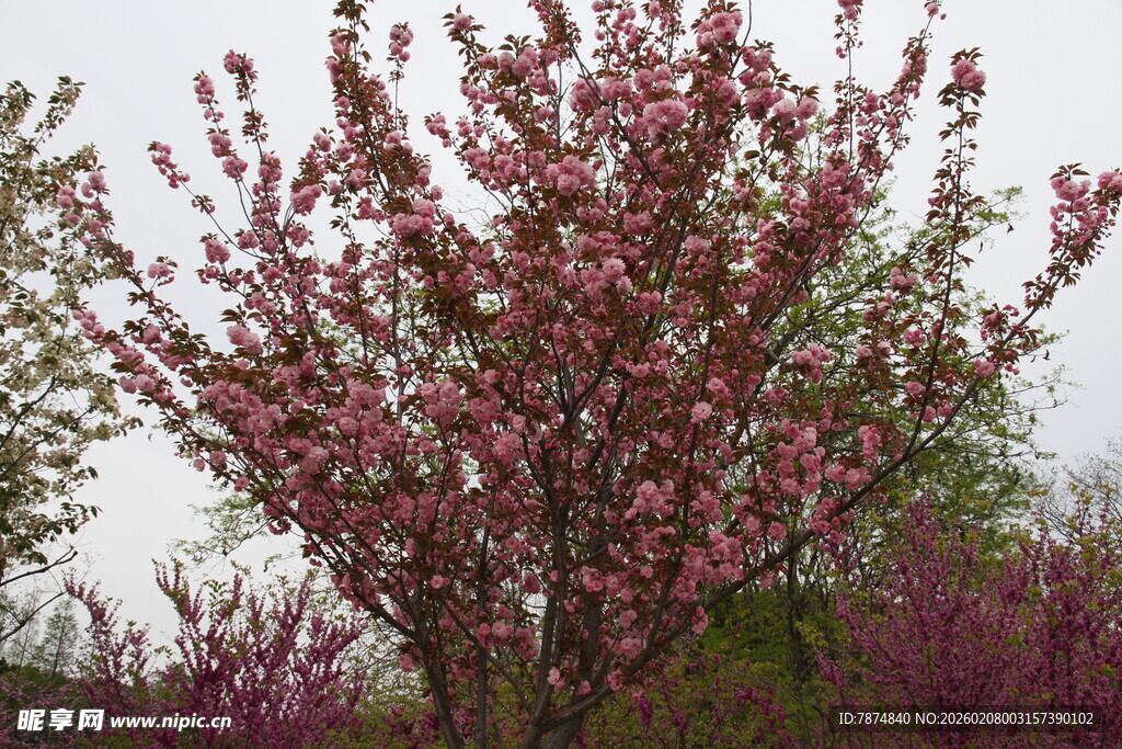 盛开的粉色繁花树
