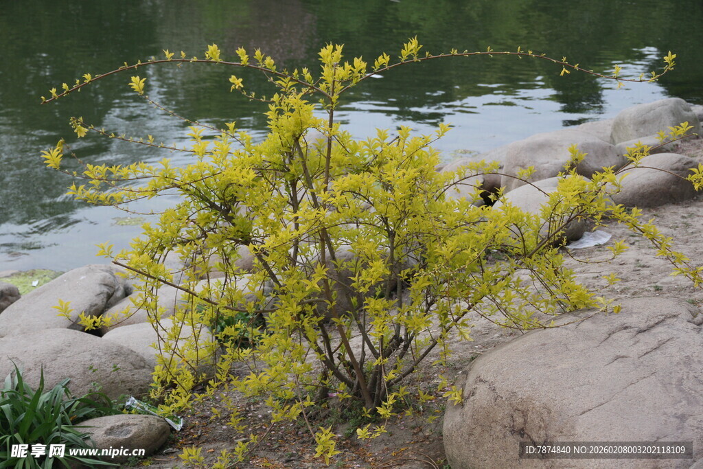 湖畔迎春花绽放于石旁
