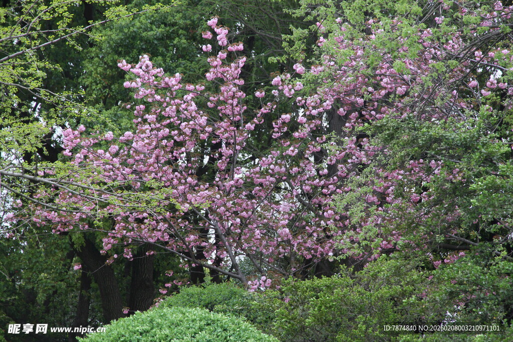 繁花绿树装点的园林景致