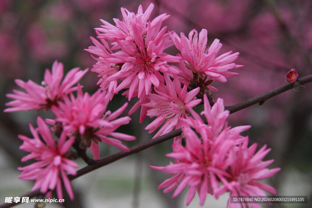 粉色娇艳绽放的花卉