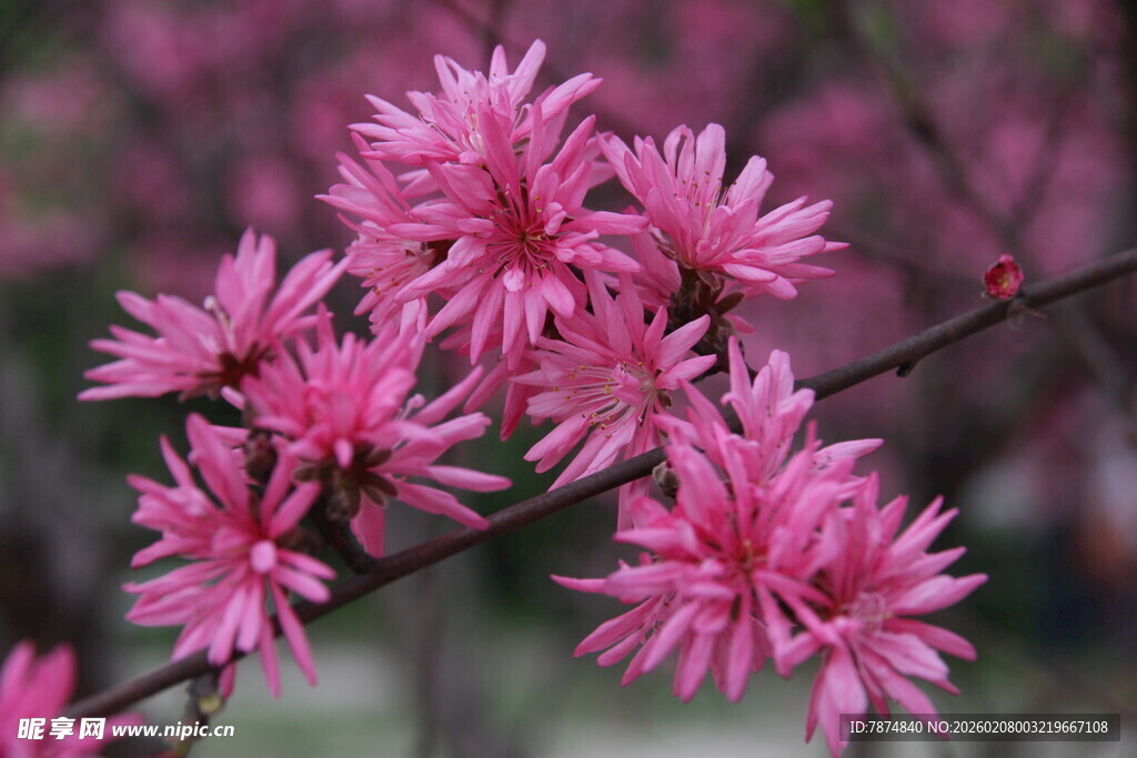 枝头绽放的娇艳粉色花朵