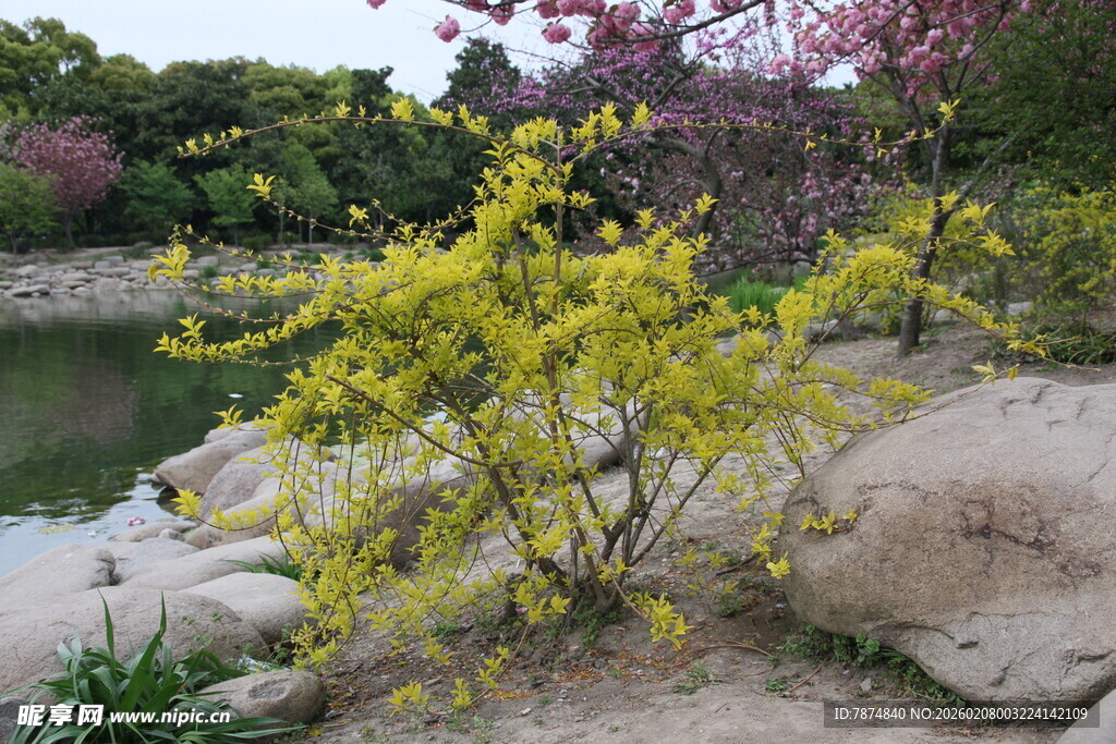 溪边绽放的金黄迎春花