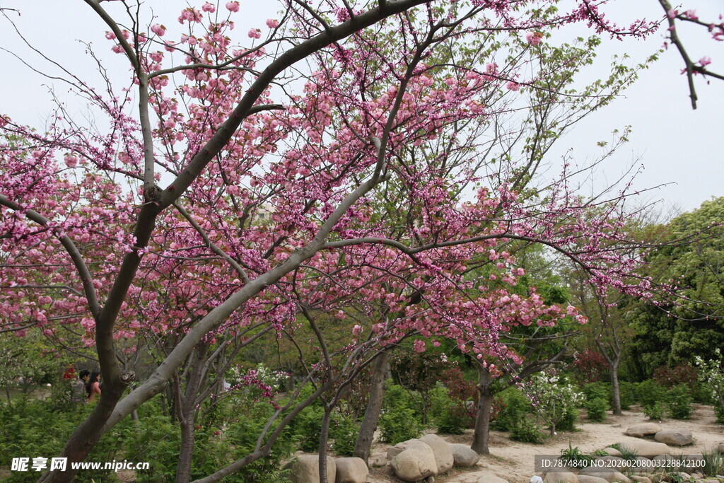 春日绽放的烂漫粉色花枝
