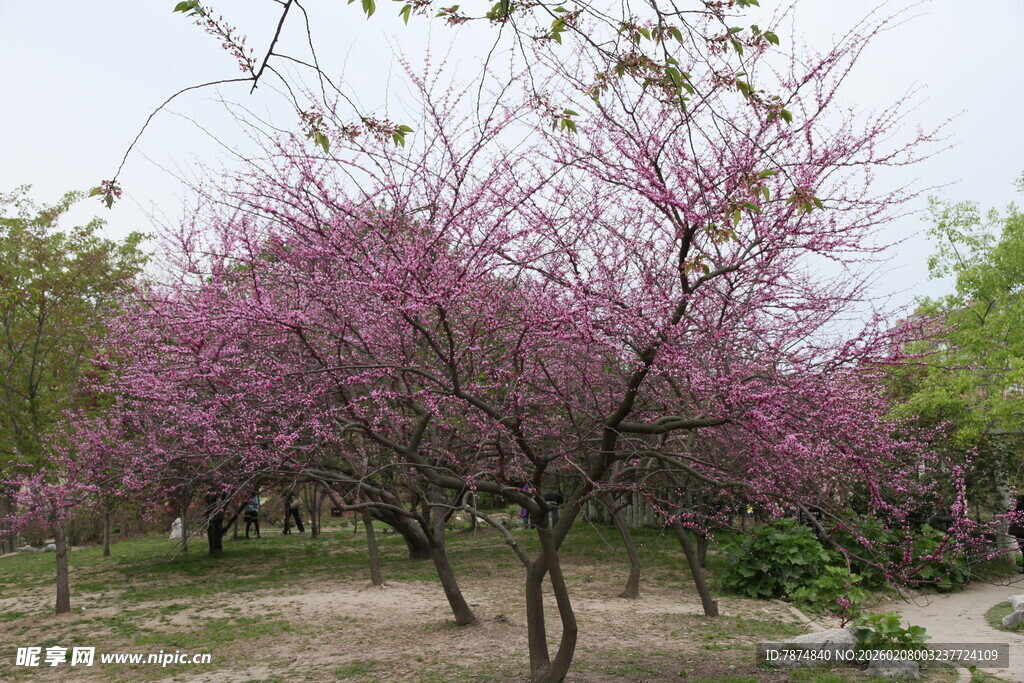 春日烂漫紫花树景