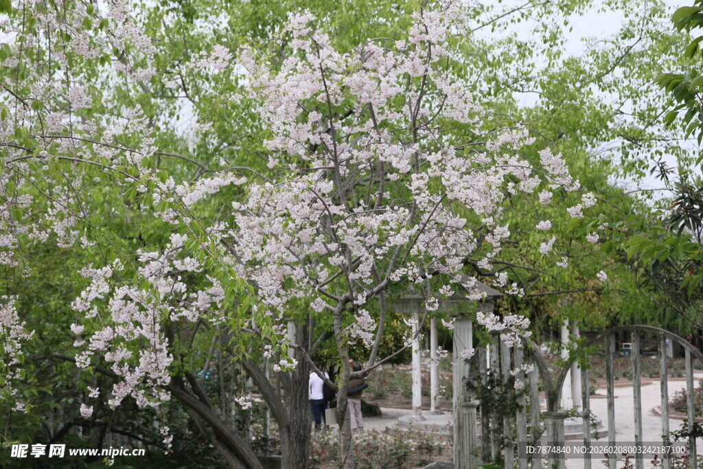 春日盛开的繁花树木