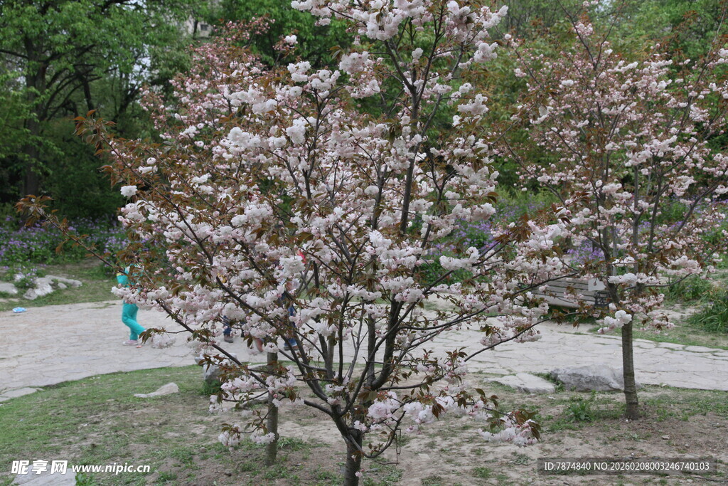 春日盛开的绚烂樱花树