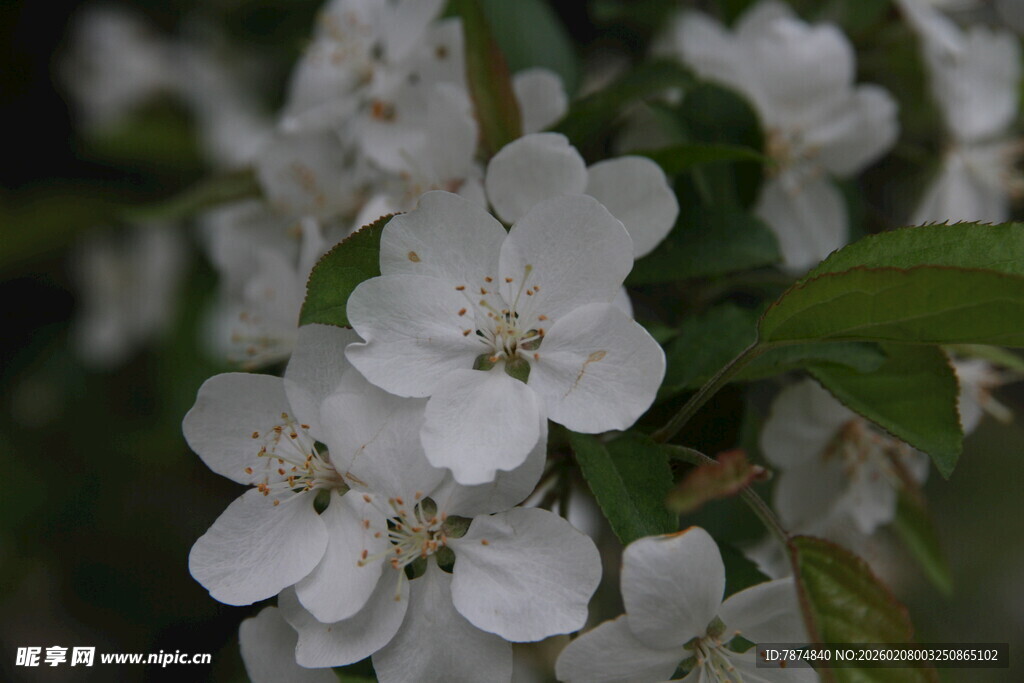 洁白绽放的美丽苹果花
