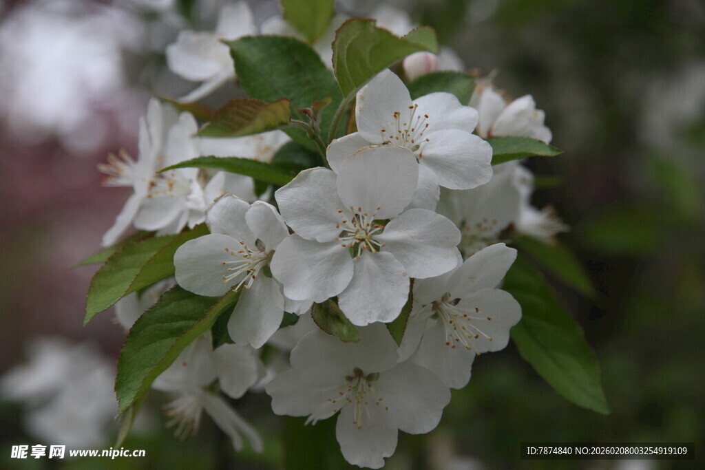 洁白绽放的苹果花枝