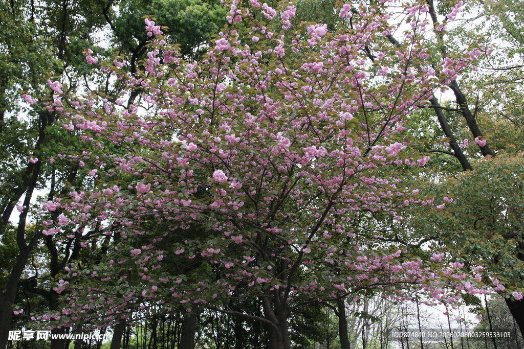 盛开的粉花树