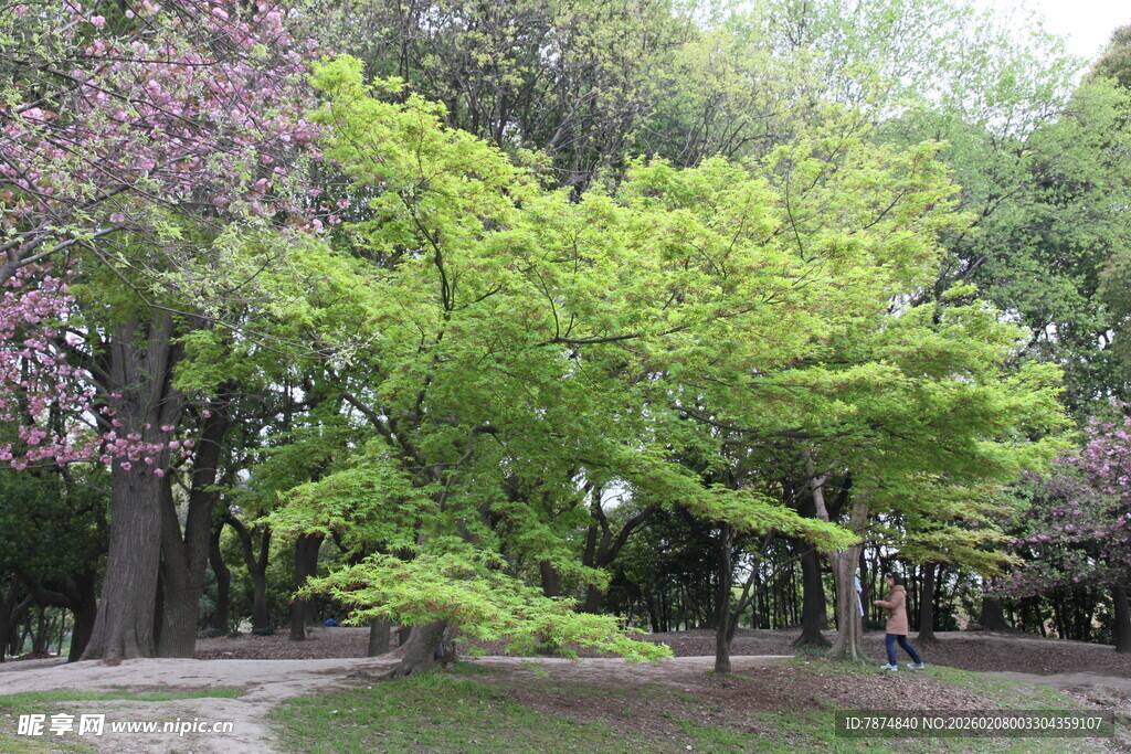 春日公园绿意盎然的树木