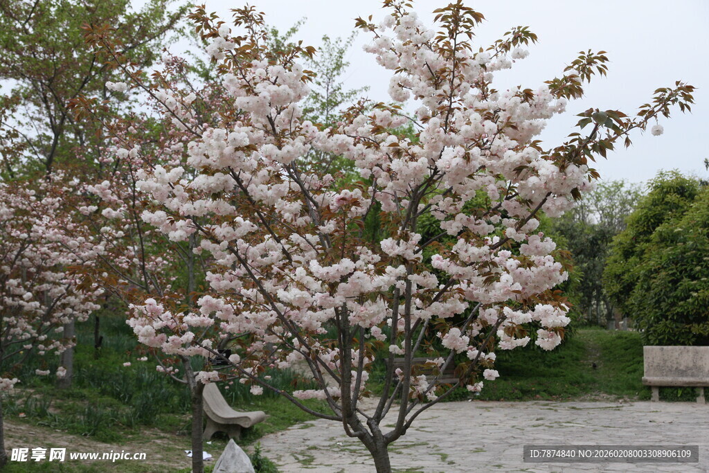 春日绽放的烂漫樱花树