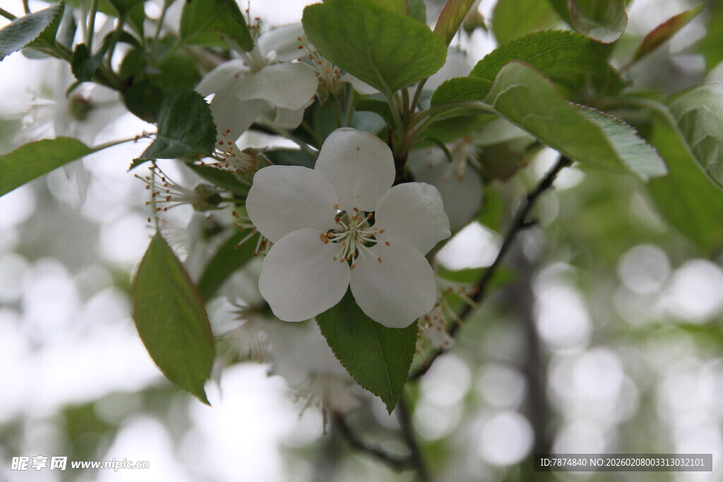 枝头绽放的洁白花朵